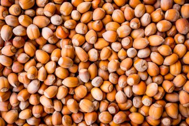 fındık arka plan. Arka plan ağaç fındık