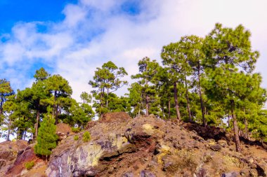 Teide Milli Parkı Tenerife, İspanya. çam ormanı lav kaya