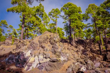 Teide Milli Parkı Tenerife, İspanya. çam ormanı lav kaya