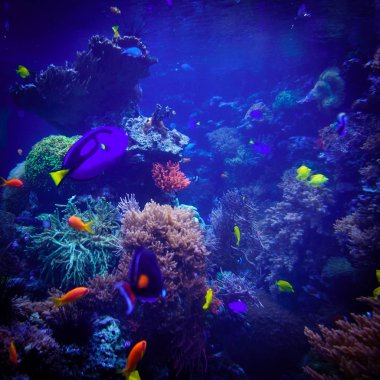 Sualtı arka plan. Sualtı sahne. Sualtı dünyasını. Altında