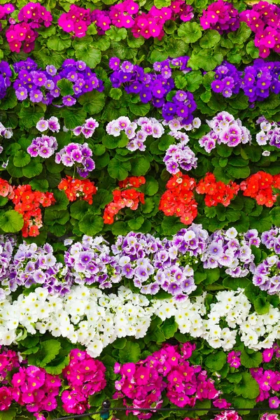 Bunch of flowers. beautiful flowers wall background — Stock Photo, Image