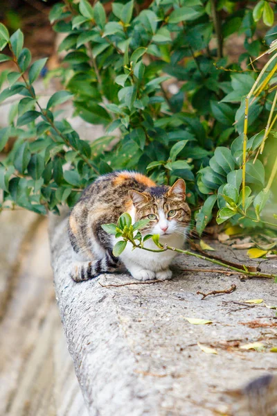 Gato sentado no jardim. Gato ao ar livre — Fotografia de Stock