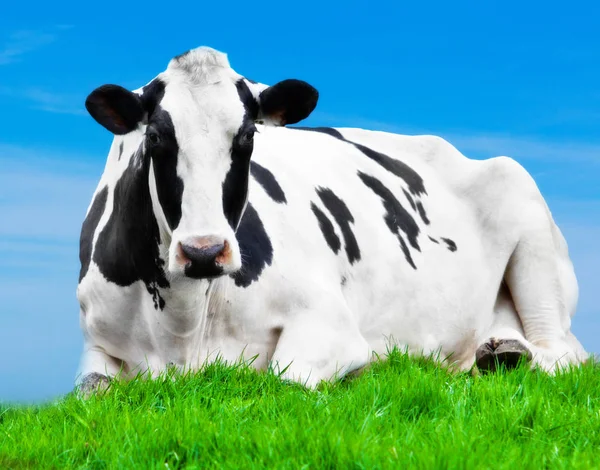 Cows on meadow  agriculture animal — Stock Photo, Image