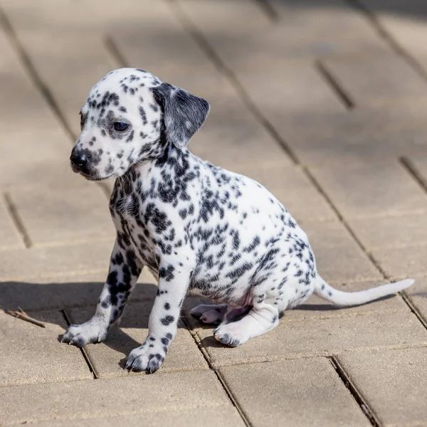 Dalmaçya köpeği. Dalmaçya köpek yavrusu — Stok fotoğraf