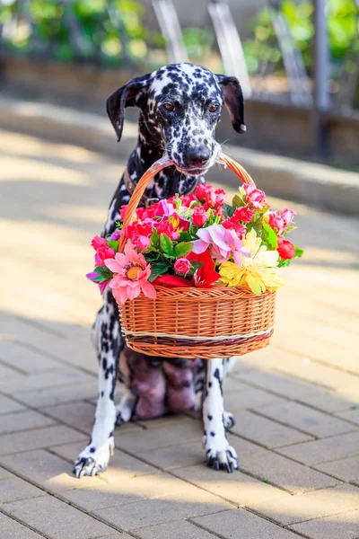 Hunden håller en blomma i hennes mun. Dalmatiska — Stockfoto