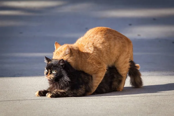 Домашні коти в акті спарювання — стокове фото