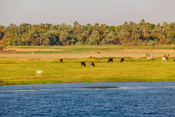 Nil Nehri. Mısır Nil — Stok fotoğraf