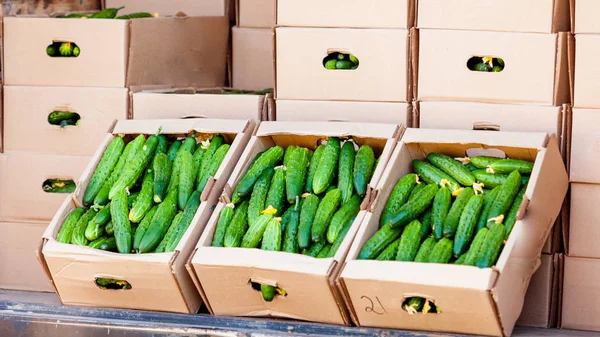 Concombre vert frais sur le marché — Photo