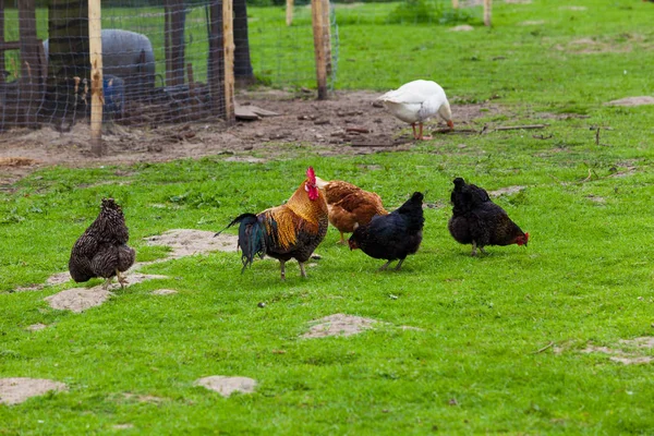 Flock of chickens grazing on the grass — Stock Photo, Image