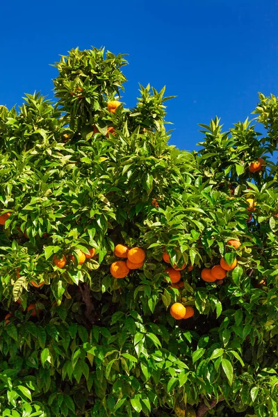 Frutos das árvores de tangerina. frutos de tangerina — Fotografia de Stock