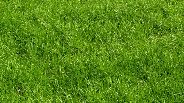 Green grass background. Grass texture — Stock Photo, Image