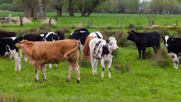 Uma manada de vacas. Vacas em campo — Fotografia de Stock