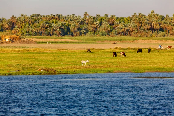 Река Нил в Египте. Жизнь на реке Нил — стоковое фото