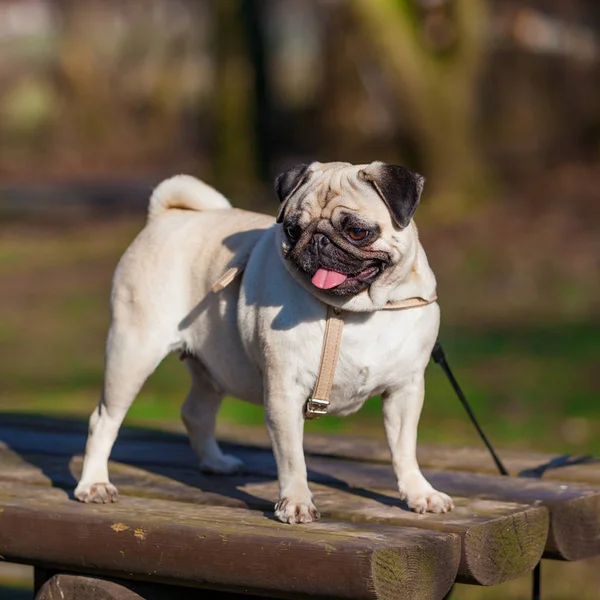 Mops pes s rozmazané pozadí — Stock fotografie