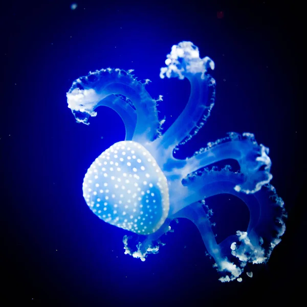 Paraíso subaquático. Medusa de natação em fundo azul — Fotografia de Stock