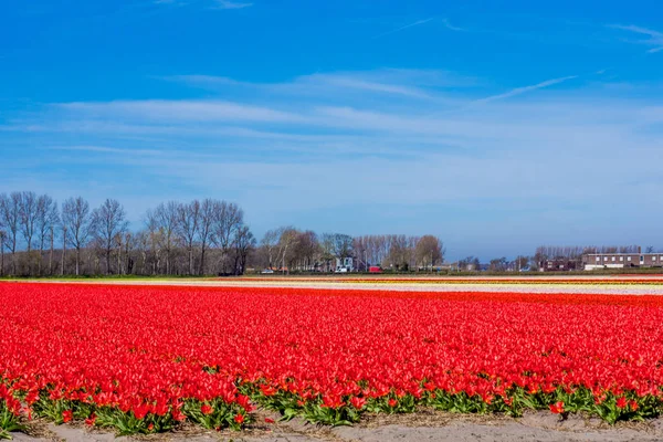 Tulipán barevné květy květiny pěstování pole na jaře. Keuk — Stock fotografie