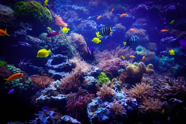 Sualtı arka plan. Sualtı sahne. Sualtı dünyasını. Altında