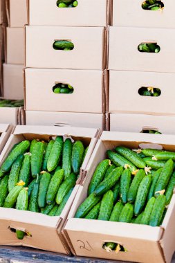 piyasadaki taze yeşil salatalık