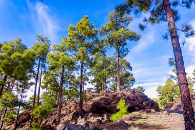 Teide Milli Parkı Tenerife, İspanya. çam ormanı lav kaya