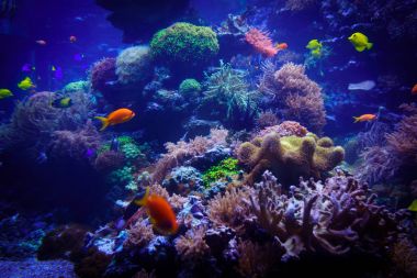 Sualtı arka plan. Sualtı sahne. Sualtı dünyasını. Altında