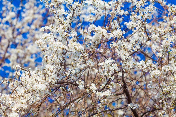 Wiosenne kwiaty. Pięknie kwitnąca gałąź drzewa. Wiśnia — Zdjęcie stockowe
