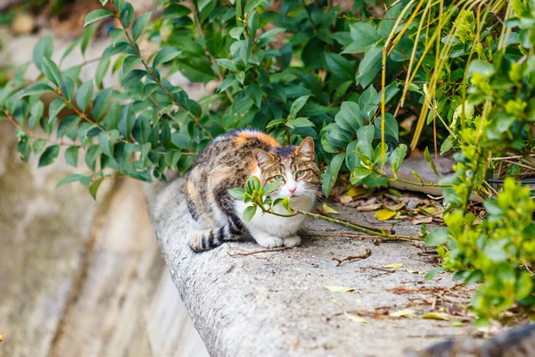 Chat assis dans le jardin. Chat à l'extérieur — Photo