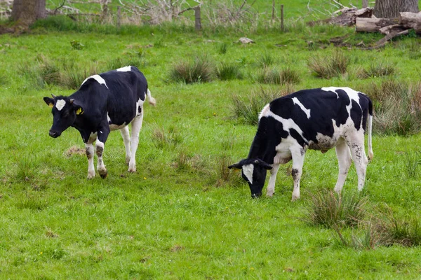 Αγελάδα στο χωράφι — Φωτογραφία Αρχείου
