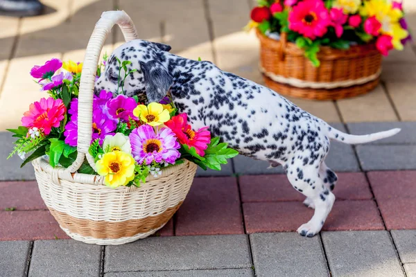 Dalmatiska hund. Dalmatiska valp — Stockfoto