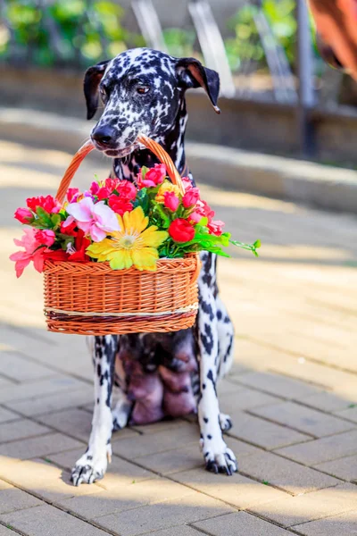 Perro sostiene una flor en su boca. Dalmacia — Foto de Stock