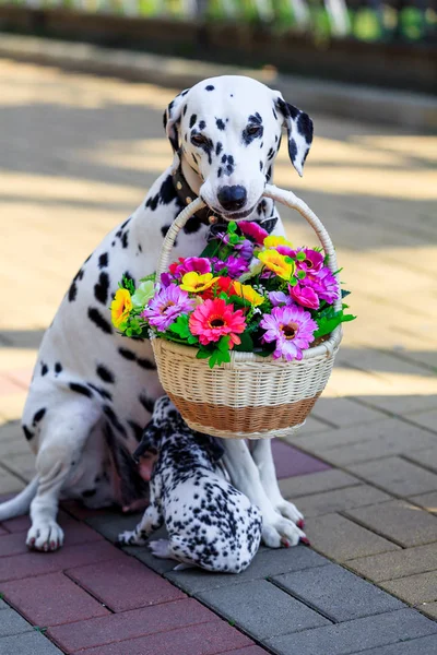 Perro dálmata. perro sosteniendo una flor en la boca — Foto de Stock