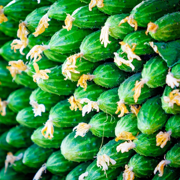 Gurken auf dem Markt. frische Bio-Gurken — Stockfoto