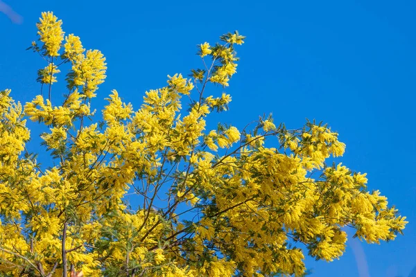 Flores de Mimosa. Acacia Dealbata Mimosa. Mimosa Flores sobre Blue S — Fotografia de Stock