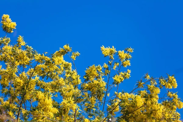 Flores de Mimosa. Acacia Dealbata Mimosa. Mimosa Flores sobre Blue S — Fotografia de Stock