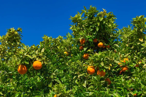 Orange tree. Mogna mandariner växer på ett träd — Stockfoto