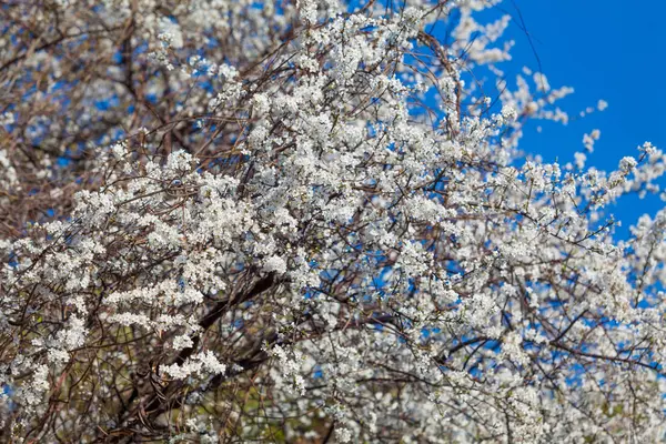 Wiosna blossom tło. wiosenne kwiaty — Zdjęcie stockowe