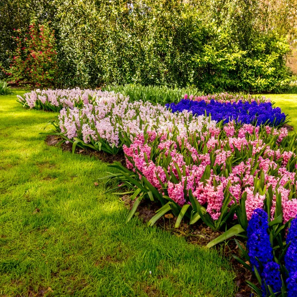 Lente landschap. Lente natuur achtergrond. prachtige tuin — Stockfoto