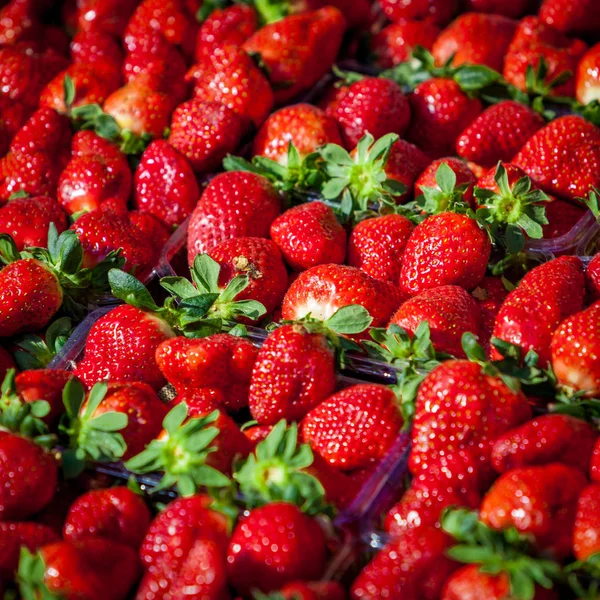 Fresh Strawberry Background. sweet strawberries — Stock Photo, Image