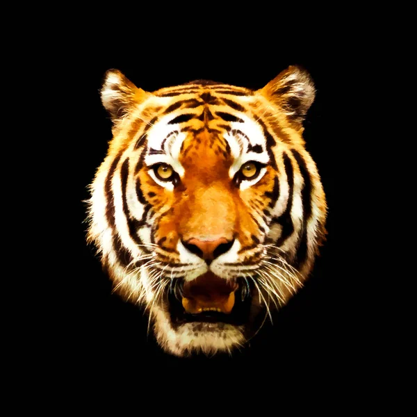 Head of a tiger. Illustration on black. Tiger  on black backgrou