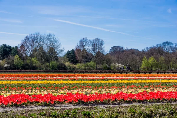 Tulip colorful blossom flowers cultivation field in spring. Keuk — Stock Photo, Image