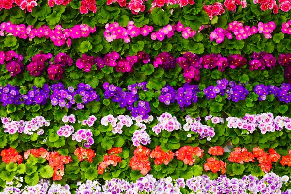 Bukiet kwiatów. piękne kwiaty tle muru — Zdjęcie stockowe