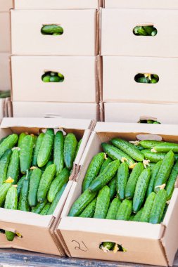 Salatalık kutusunda Satılık. sepet içinde salatalık. Taze salatalık 