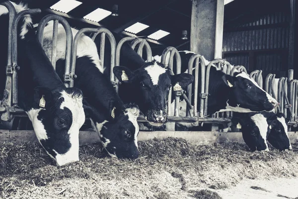 Vacas numa quinta. Vacas leiteiras. fotografia em preto e branco — Fotografia de Stock