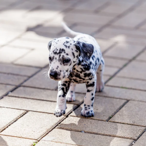 Далматинская собака. Далматинский щенок — стоковое фото