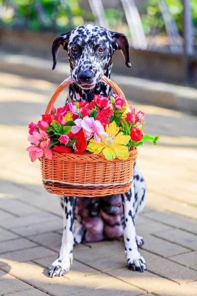 Perro dálmata. perro sosteniendo una flor en la boca — Foto de Stock