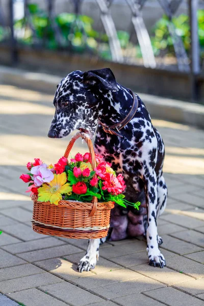 Dalmatiska hund. hund som innehar en blomma i munnen — Stockfoto