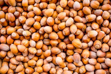 fındık arka plan. Arka plan ağaç fındık