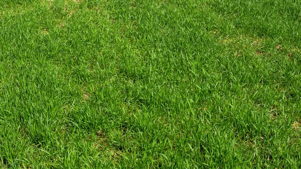 Latar belakang rumput hijau. Tekstur rumput hijau — Stok Foto