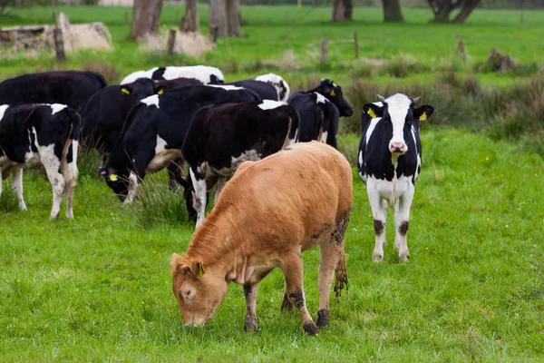 Uma manada de vacas. Vacas em campo — Fotografia de Stock