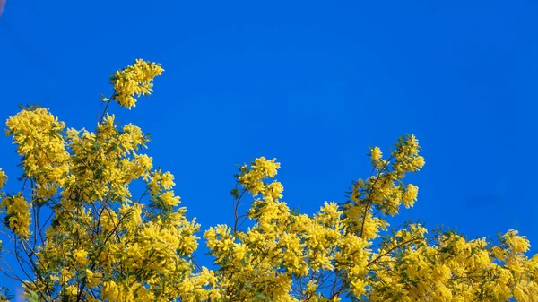 MIMÓZA virág. Akác Dealbata Mimosa. MIMÓZA virág kék S — Stock Fotó