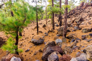 Teide Milli Parkı Tenerife, İspanya. çam ormanı lav kaya